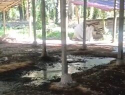 Warga Gampong Lhok Gajah Desak Penutupan Kandang Ayam Akibat Wabah Lalat