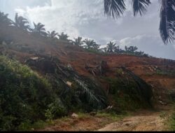 Berkedok Pesantren Agar Dapat Bantuan Replanting, Yayasan Lajnah Khairiyah Musytarakah Beringin Sakti Punya Kebun Sawit Ratusan Hektar