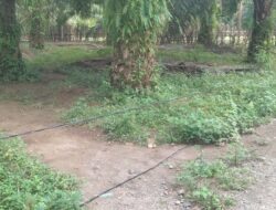Kabel Listrik Menjuntai di Jalan Produksi Perkebunan Sawit Ancam Nyawa Warga