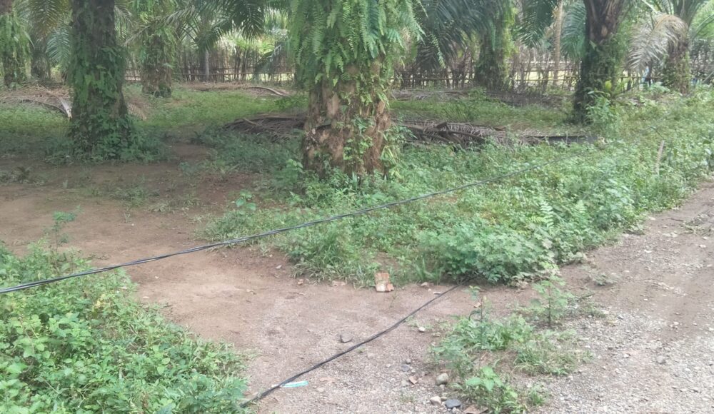 Kabel Listrik Menjuntai di Jalan Produksi Perkebunan Sawit Ancam Nyawa Warga 1 IMG 20250617 141507 scaled e1750144766414