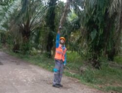 PLN Pastikan Instalasi Aman, Kabel Menjuntai di Jalan Perkebunan Merupakan Milik Pelanggan