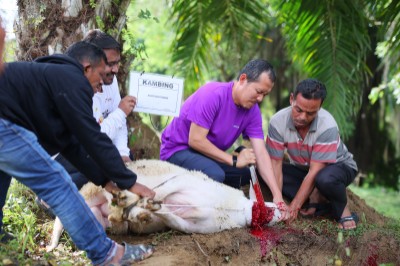 PT Perta Arun Gas (PAG) bekerjasama dengan beberapa perusahaan di Pertamina Group yang berasa di kawasan Arun membagikan hewan qurban. Sebanyak 23 ekor sapi dan 13 ekor kambing ditebar kepada masyarakat lingkungan sekitar dan stakeholder perusahaan yang dilaksanakan secara bertahap mulai dari Rabu (04/06/25) hingga Jumat, (06/06/25).