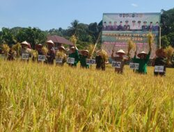Panen Raya MT Gadu 2025 di Abdya, Danrem 012/TU Minta Pemerintah Daerah Perkuat Dukungan untuk Petani