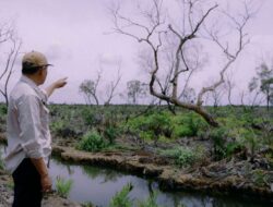 LembAHtari : 300 Hektar Hutan Lindung Mangrove Dibabat Secara Brutal
