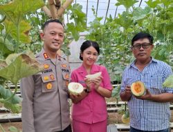 Surga Melon di Pringsewu: Kapolres Tinjau Gabe Farm Bersama Istri