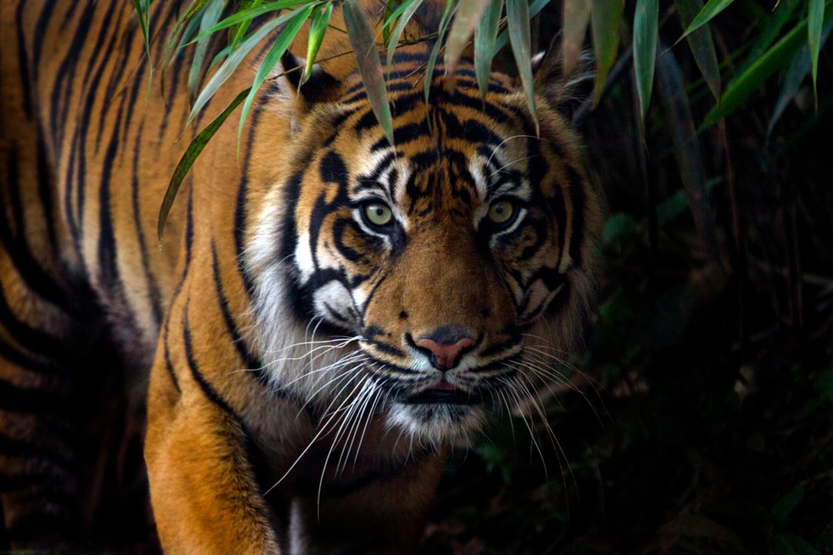ilustrasi harimau