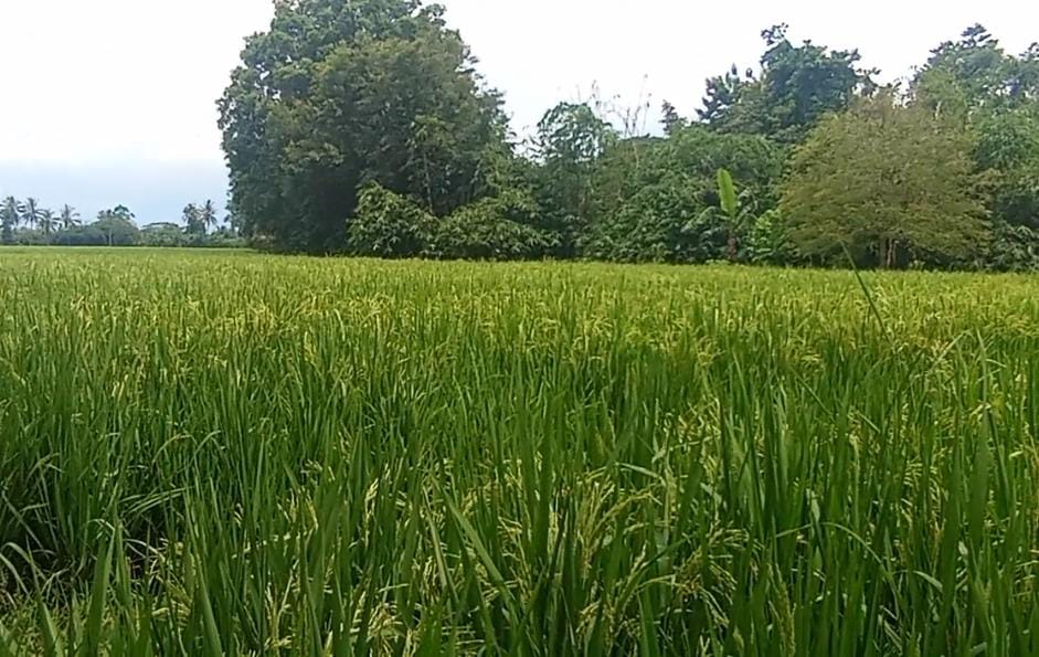 Ratusan Warga Kehilangan Harapan, Anggota DPRD Pringsewu Suryo Cahyono Bakal Membinasakan Ekonomi Lokal 2 IMG 20251002 WA0183