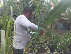 Manfaatkan Lahan Kosong, Kadistanpan Abdya Ajak Warga Terapkan Sistem Tumpang Sari di Pekarangan Rumah