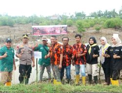 Peduli Lingkungan, Pemuda Pancasila Kota Langsa Tanam Bibit Mangrove