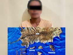 Perdagangan Satwa Dilindungi Terbongkar, Polda Aceh Amankan Pelaku di Nagan Raya