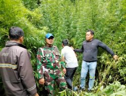 Tempuh Medan Terjal, Kodim 0205/TK Amankan Ladang Ganja Seluas 1 Rante di Pancur Batu