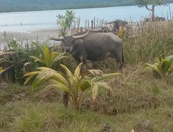 Dirusak Kerbau Liar Hingga Rugi Sekitar Rp100 Juta, Pemilik Kebun Ini Ancam Tempuh Jalur Hukum