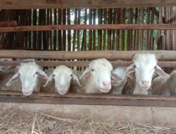Program Ketahanan Pangan 2024 di Desa Siandong Diduga Bermasalah, Puluhan Kambing Hilang