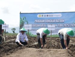 Pacu Swasembada Gula Nasional, Wurja Resmikan Tanam Perdana Bongkar Ratoon Tebu