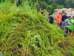 Bea Cukai Langsa Bersama Tim Gabungan Musnahkan 51 Hektare Ladang Ganja