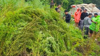 Bea Cukai Langsa Bersama Tim Gabungan Musnahkan 51 Hektare Ladang Ganja 4 IMG 20251120 002043