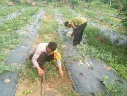 Aipda Efriadi Bersama Warga Tanam Semangka Program Ketahanan Pangan Prabowo