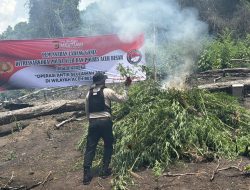 Polda Aceh Musnahkan 3 Hektare Ladang Ganja di Aceh Besar