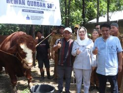 Bupati Brebes Serahkan Langsung Bantuan Sapi Kurban Presiden ke Masyarakat Desa Buara