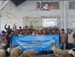 Idul Adha 1447 H: Tani Merdeka Bagikan 41 Kambing dan 4 Sapi ke-17 Kecamatan di Brebes