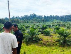 Praktik Ilegal PT Raja Marga Tak Kunjung Tuntas, Satgas PKH Didesak Turun ke Simeulue