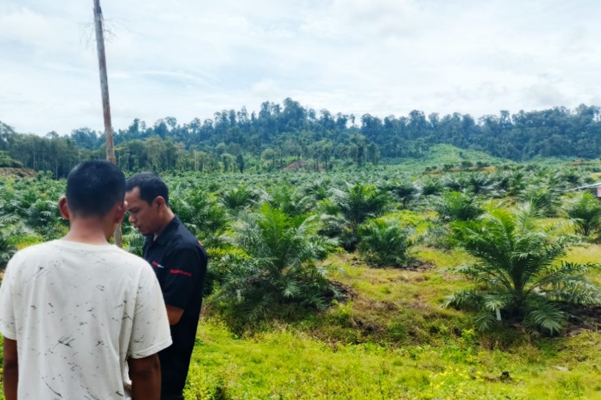 Praktik Ilegal PT Raja Marga Tak Kunjung Tuntas, Satgas PKH Didesak Turun ke Simeulue 1