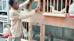 Pemadaman Tanpa Pemberitahuan: Peternak Ayam di Siasem Pulo Khawatir Telur Gagal Menetas, Ini Penjelasan PLN