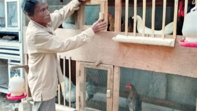 Pemadaman Tanpa Pemberitahuan: Peternak Ayam di Siasem Pulo Khawatir Telur Gagal Menetas, Ini Penjelasan PLN 9 IMG 20260619 WA0023