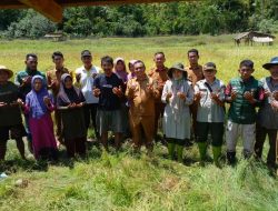 Camat Teupah Tengah Tegaskan Gerakan Turun ke Sawah Serentak Perkuat Ketahanan Pangan