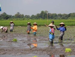 Perkuat Ketahanan Pangan Daerah, Simeulue Cetak Sawah Baru 1050 Hektare