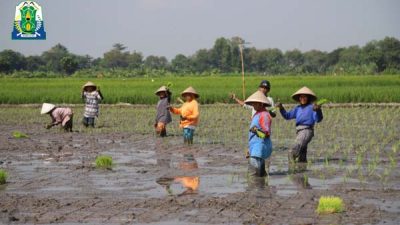 Cetak Sawah 2