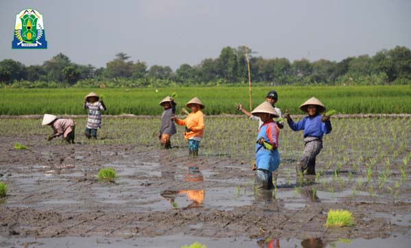 Cetak Sawah 2