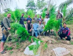 Polres Langsa Amankan 83 Batang Ganja Siap Panen di Perkebunan Sawit Aceh Timur
