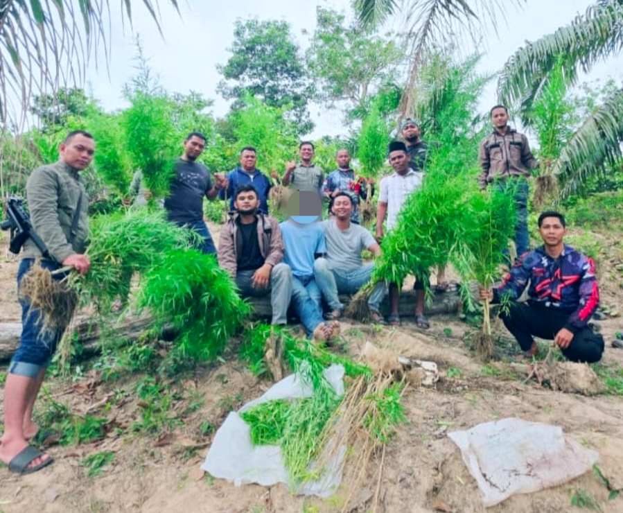 Polres Langsa Amankan 83 Batang Ganja Siap Panen di Perkebunan Sawit Aceh Timur 1 IMG 20260725 155137