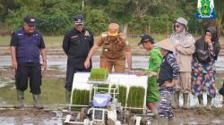 Simeulue Targetkan Jadi Lumbung Pangan Aceh 3 tanam padi copy