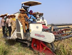 Lewat Program ICARE, Pertanian Losari Brebes Bertransformasi Modern: Hasil Panen Naik Hingga 10,2 Ton per Hektare