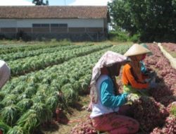 Pasca Festival Bawang Merah, Harga Komoditas Andalan Brebes Melonjak