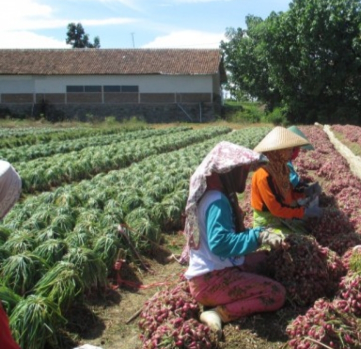 Pasca Festival Bawang Merah, Harga Komoditas Andalan Brebes Melonjak 1 IMG 20260916 133520