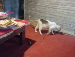 Kucing Serang Pelanggan Rumah Makan Susanto 2 Pringsewu, DS Sayangkan Penanganan Baru Dilakukan Setelah Kejadian