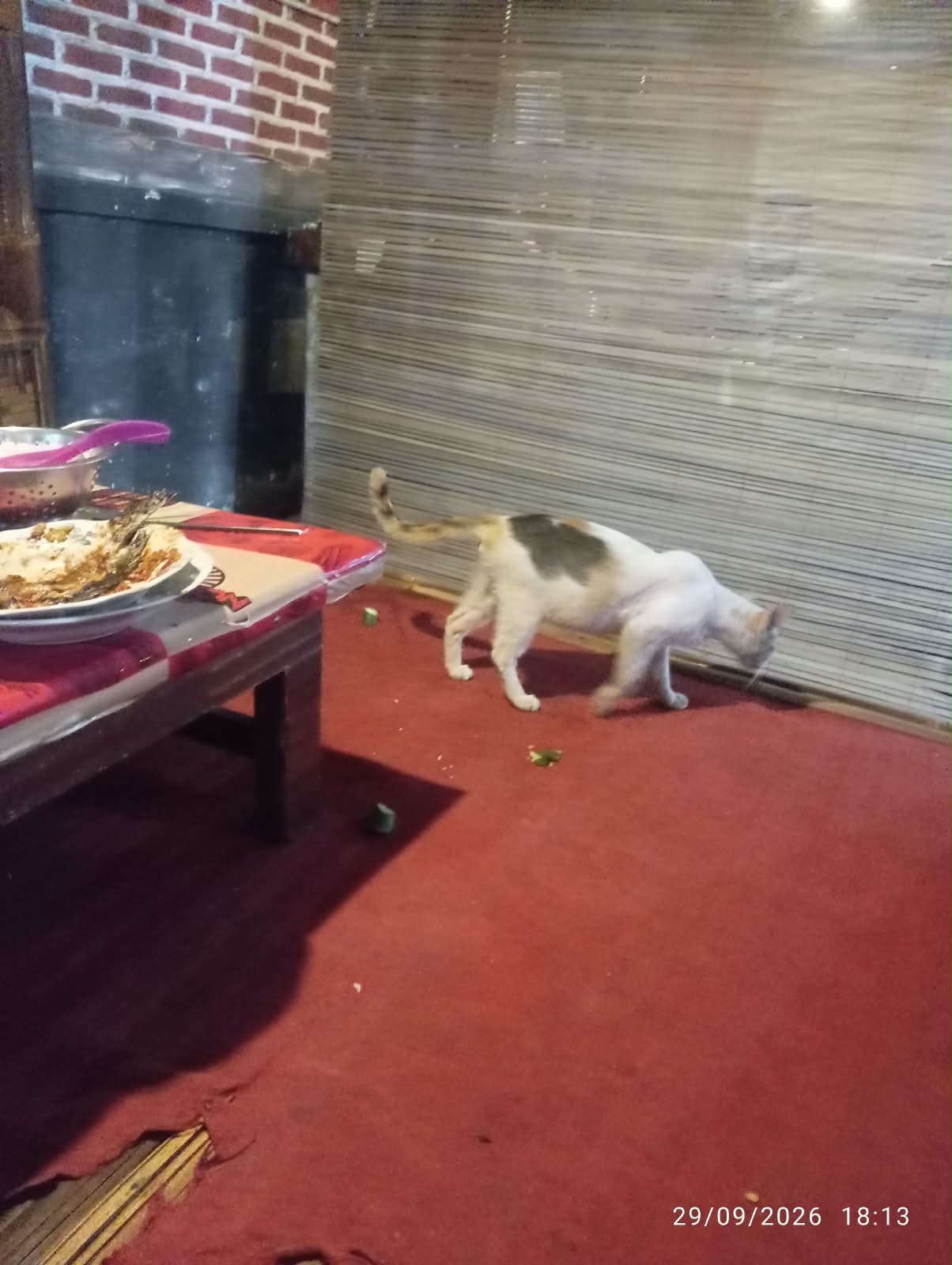Kucing Serang Pelanggan Rumah Makan Susanto 2 Pringsewu, DS Sayangkan Penanganan Baru Dilakukan Setelah Kejadian 1 IMG 20261001 WA0079