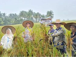 Hadiri Panen Perdana, Ketua DPRK: Cinta Raja Berpotensi sebagai Sentra Penangkaran Benih Padi di Kota Langsa