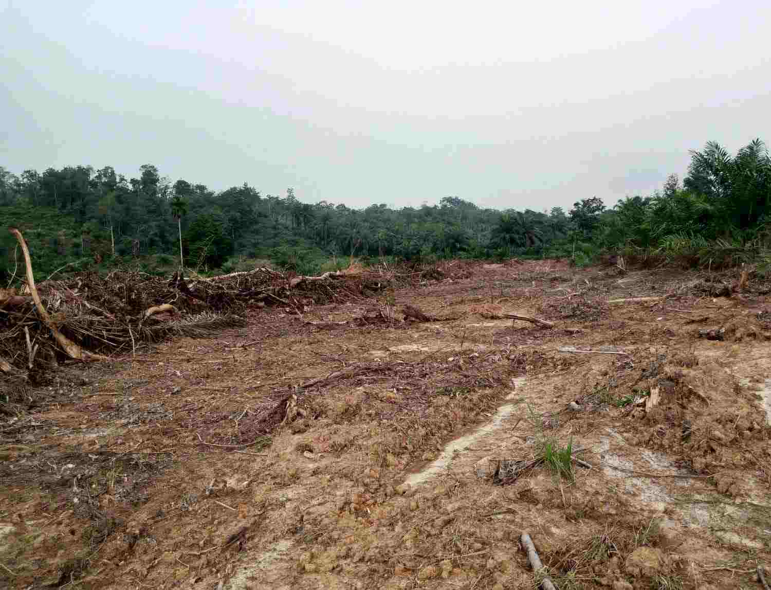 Kebun Karet di Kejuruan Muda Disulap Jadi Lahan PSR, Dinas Pertanian Tamiang Beri Penjelasan 2 IMG 20261024 231913