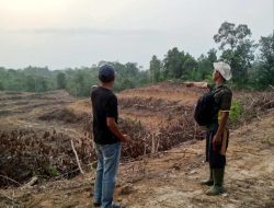 Kebun Karet di Kejuruan Muda Disulap Jadi Lahan PSR, Dinas Pertanian Tamiang Beri Penjelasan
