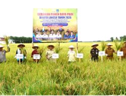 Pemerintah Aceh dan Kota Langsa Panen Raya Padi Wujudkan Swasembada Pangan Berkelanjutan